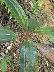 Melastoma sanguineum, photograph (c) Jeffrey Lee (he/him/his), some rights reserved (CC BY)
