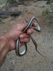 Salvadora hexalepis hexalepis