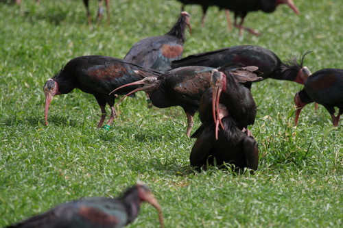 Northern Bald Ibis