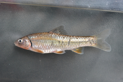 Thicklip Gudgeon
