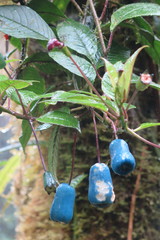 Burmeistera cyclostigmata