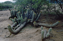 Trichocereus caulescens