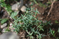 Trichodiadema barbatum