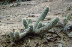 Trichocereus caulescens
