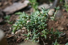 Trichodiadema barbatum