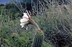 Trichocereus caulescens
