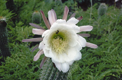 Trichocereus caulescens
