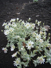 Stellaria eschscholtziana