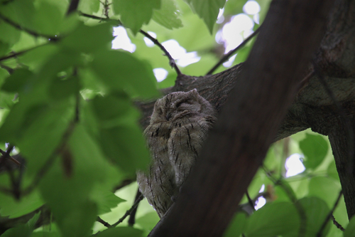 Pallid Scops-Owl