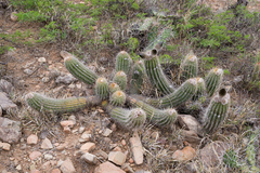 Trichocereus caulescens