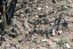 Trichocereus caulescens