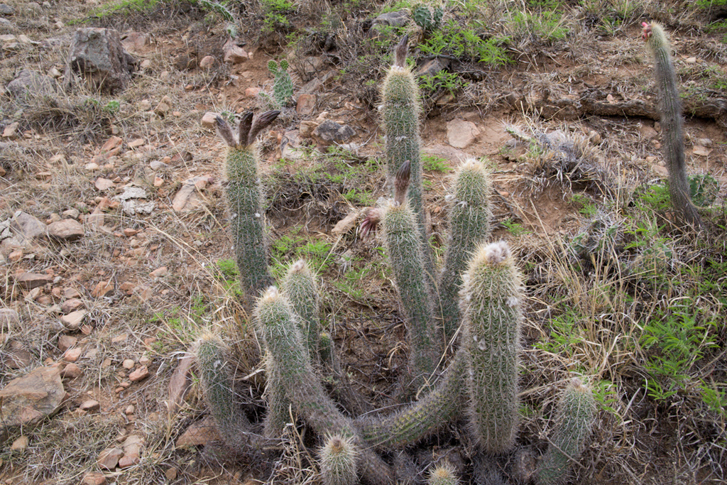 Trichocereus caulescens