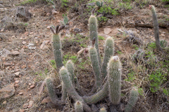Trichocereus caulescens