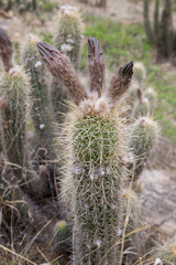 Trichocereus caulescens