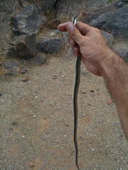 Salvadora hexalepis hexalepis