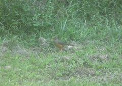Turdus olivaceus pondoensis