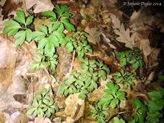 Anemonoides apennina