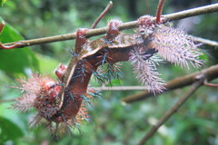 Automeris anikmeisterae