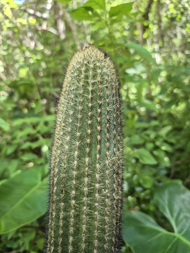 Pilosocereus chrysostele chrysostele