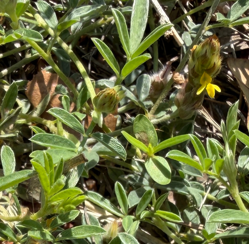 Dalea nana, photograph 3