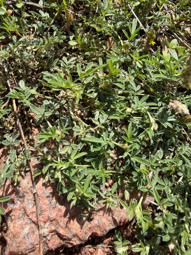 Dalea nana, photograph 4