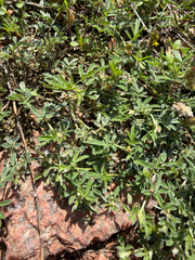 Dalea nana, photograph (c) IDClaire, some rights reserved (CC BY)