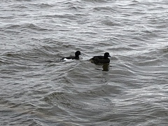 Aythya fuligula