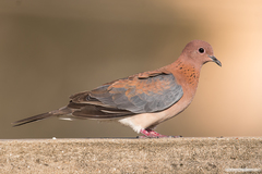 Streptopelia senegalensis