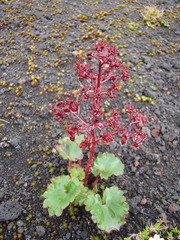 Micranthes purpurascens