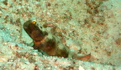 Cryptocentrus fasciatus