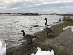 Branta canadensis