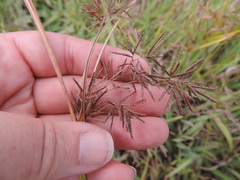 Cyperus longus tenuiflorus