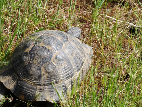 Greek Tortoise