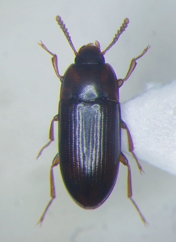 Diaclina fagi