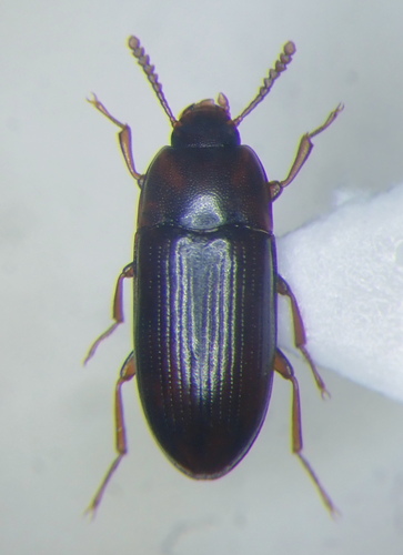 Diaclina fagi