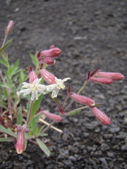Silene repens