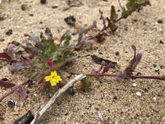 Camissoniopsis lewisii