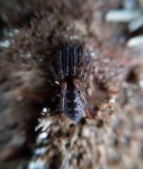 Segestria senoculata