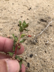 Camissoniopsis lewisii