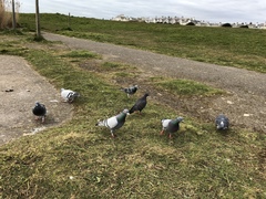 Columba livia domestica