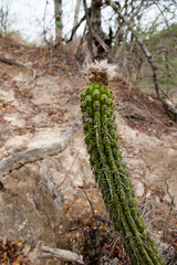 Trichocereus quadratiumbonatus