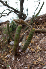 Trichocereus quadratiumbonatus