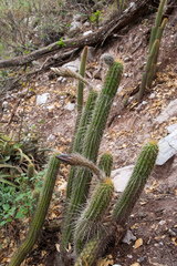 Trichocereus quadratiumbonatus