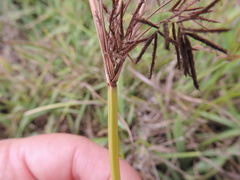 Cyperus longus tenuiflorus
