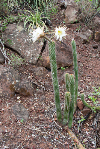 Echinopsis quadratiumbonata