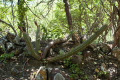 Trichocereus quadratiumbonatus