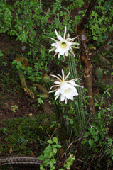 Trichocereus quadratiumbonatus