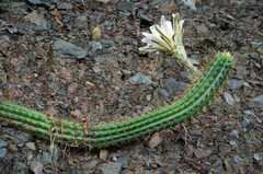 Trichocereus quadratiumbonatus