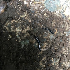 Microplana terrestris