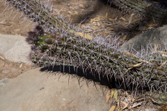 Trichocereus quadratiumbonatus